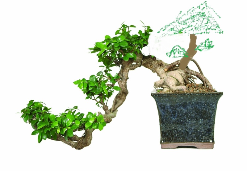 Great Deal On A Ficus (Or Is It?) 81sqqq11