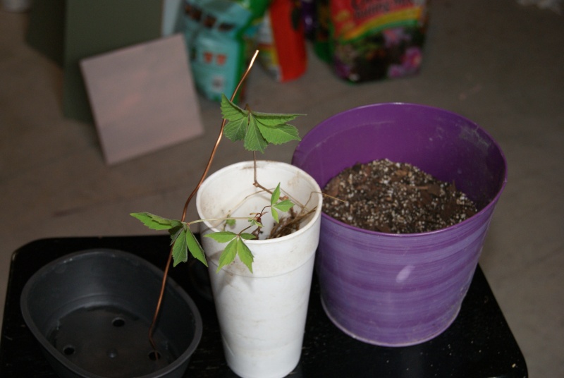 Something to play with (Virginia Climber as Bonsai) Dsc05211