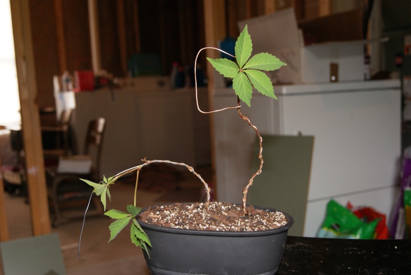 Something to play with (Virginia Climber as Bonsai) Dsc05213