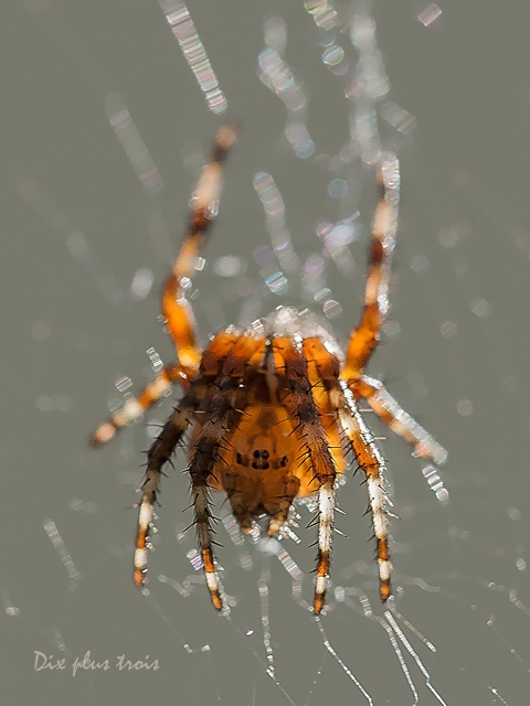 Épeire diadème - Araneus diademantus Nature21