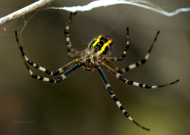 Argiope frelon / Scopoli Nature32