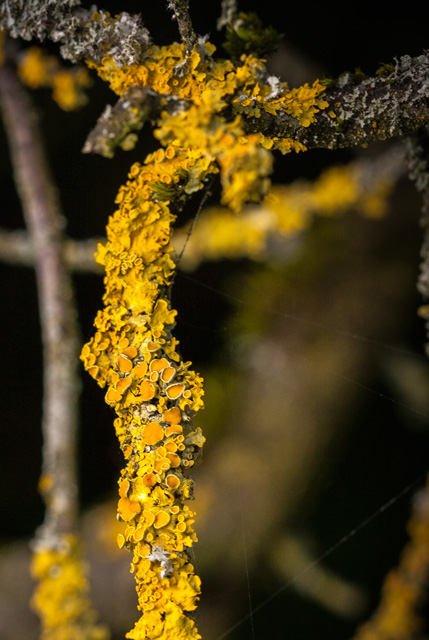 Les Lichens Nature82