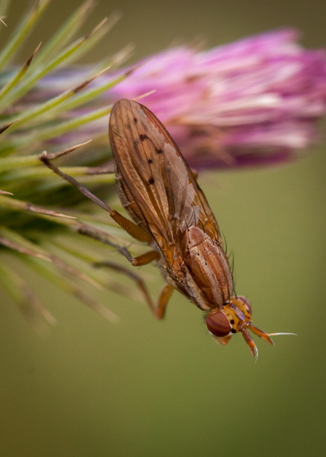 femelle Ilione albiseta (Sciomyzidae). Ce genre possède deux bandes pourpres sur les yeux. Volume29