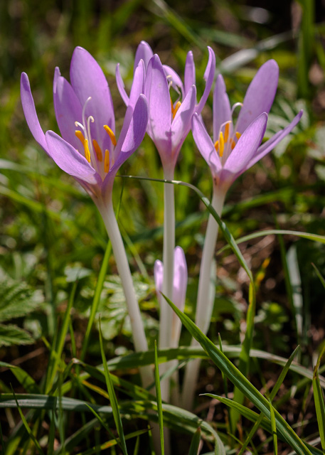 Colchiques d'automne Volume37