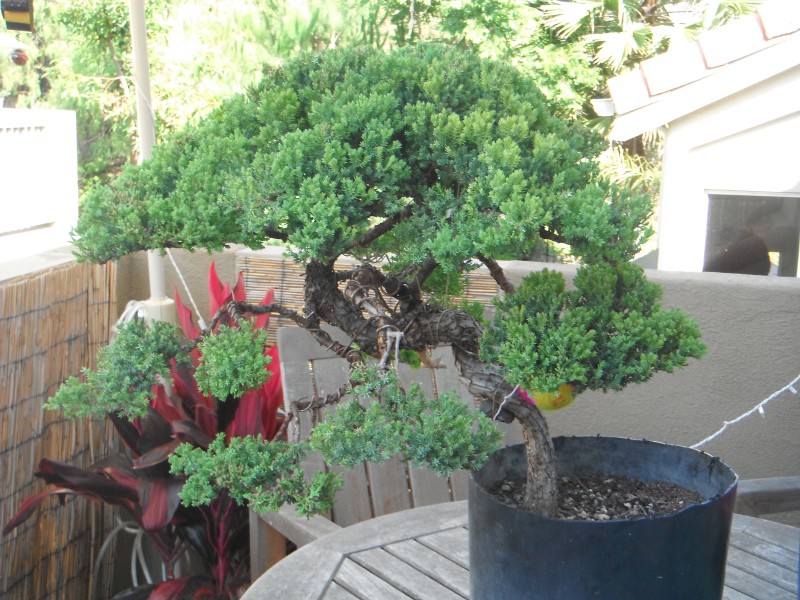 How to repot a 5 Gall Juniper?  And style ideas Dscf0110