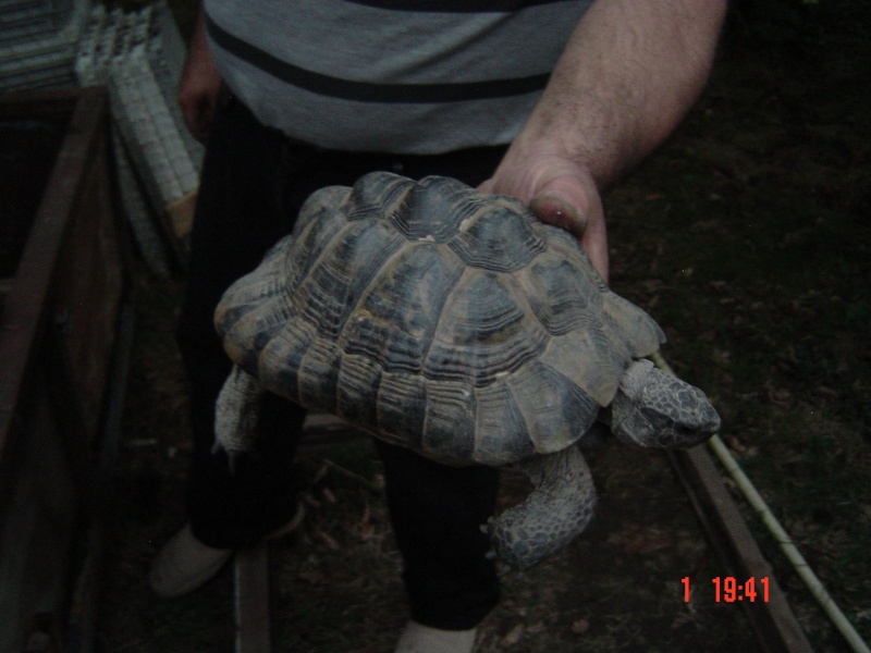 J'ai récupéré une tortue  Dsc04210