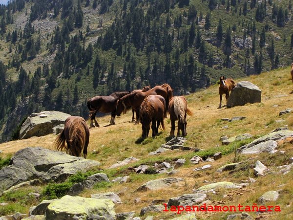 20120809 - PIRINEOS - GARMO NEGRO (3.051 m) A3611