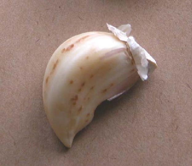 Eriophyid (bulb) mites on stored garlic Erioph10