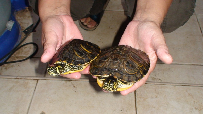 hibernation tortue de floride dans bassin exterieure Dsc00212