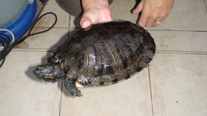 hibernation tortue de floride dans bassin exterieure Dsc00213