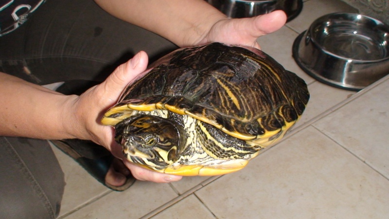 hibernation tortue de floride dans bassin exterieure Dsc00214