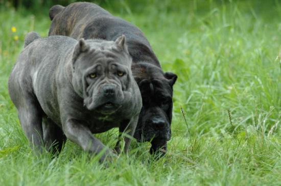 le cane corso sont histoire ! et photo de mé dog's !  96514810