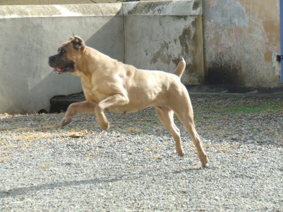 le cane corso sont histoire ! et photo de mé dog's !  98051010