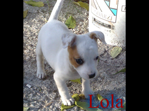 Vi presento la mia cucciola! Lola Pizap_11