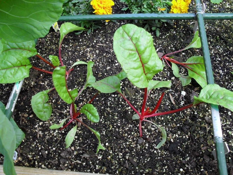 Help a newbie! Young plants falling over! Sdc10011