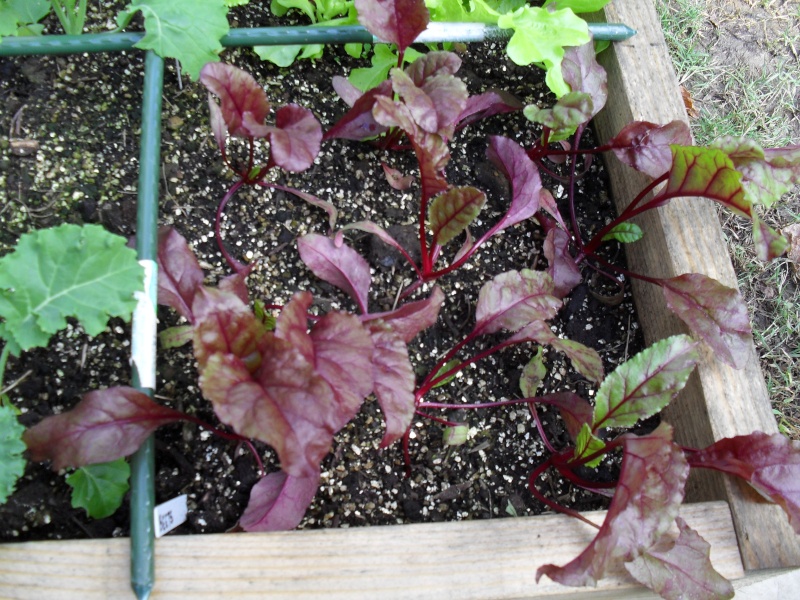 Help a newbie! Young plants falling over! Sdc10012