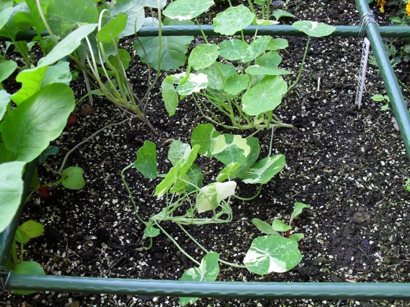 Help a newbie! Young plants falling over! Sdc10013