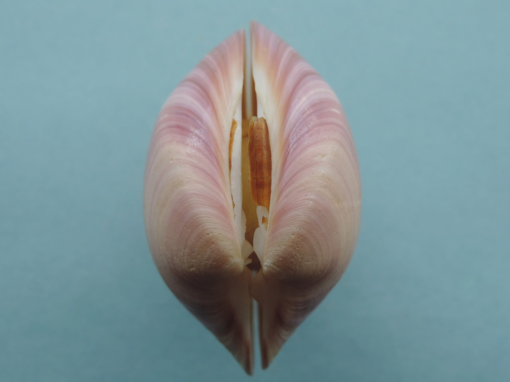 Eucallista purpurata (Lamarck, 1818) syn: Amiantis purpurata Dscn9931