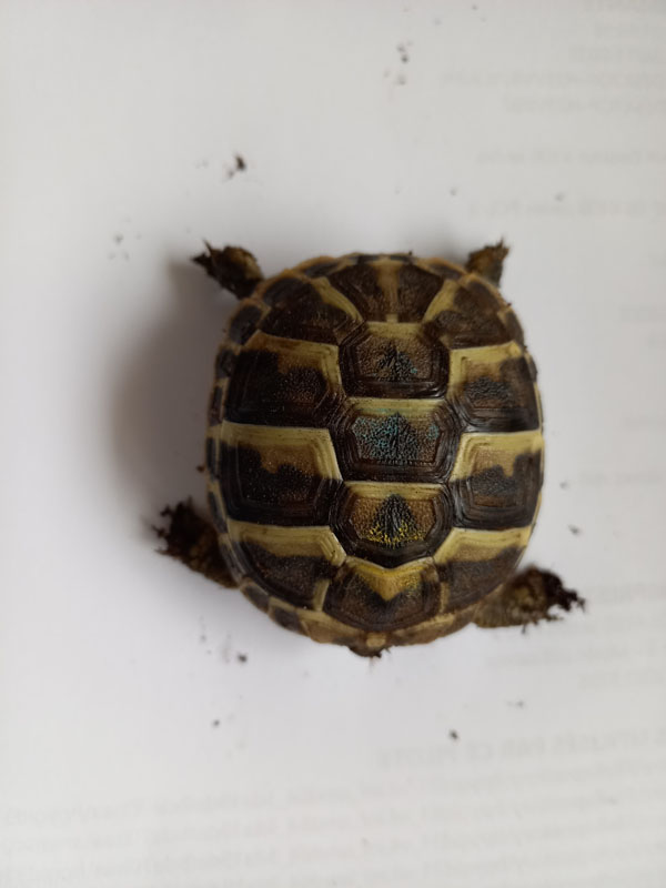 indentification de 2 petites tortues Tortue27