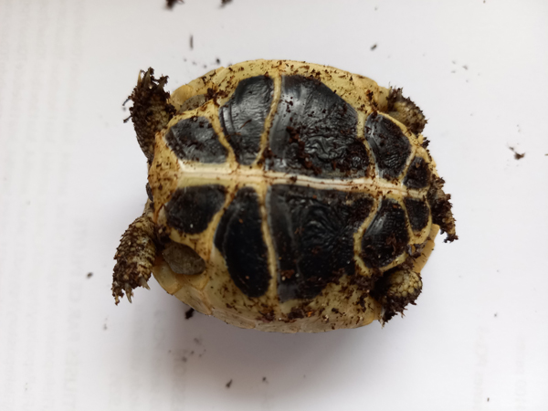 indentification de 2 petites tortues Tortue28