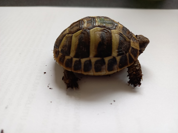 indentification de 2 petites tortues Tortue32