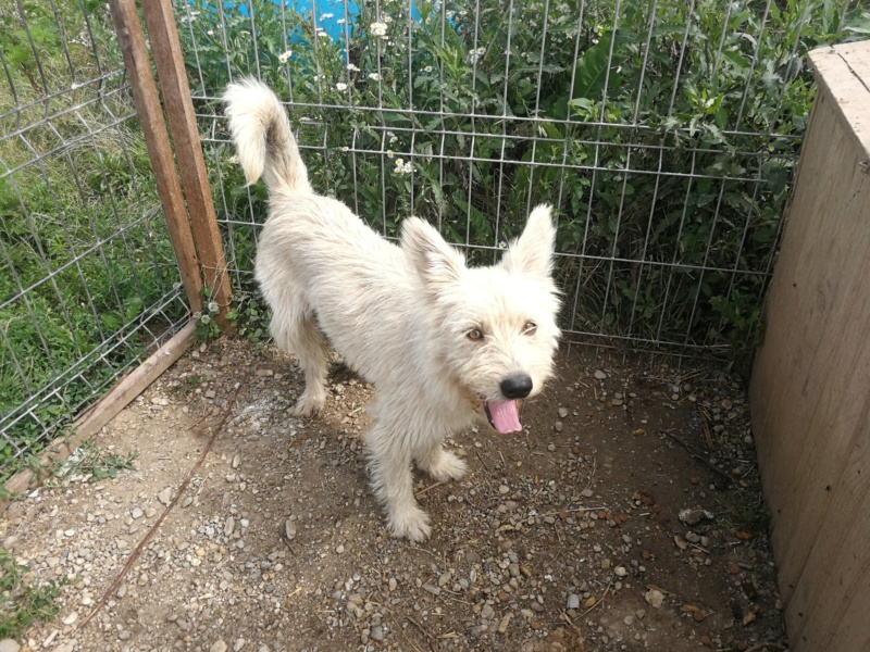 OLYMPE - femelle croisée, née environ 30.11.2017 (refuge Alina et Anda) - Adoptée par Anita (Belgique)  38267310