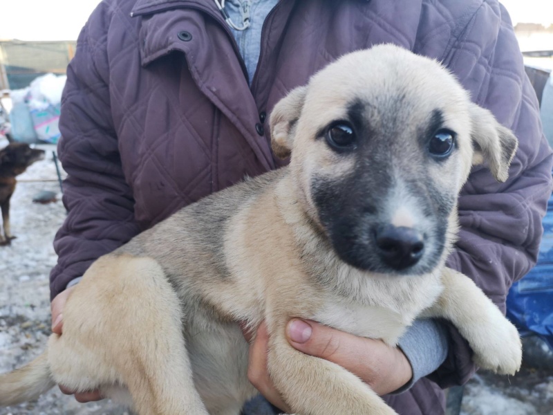 JUDY, chiot femelle X, née env. aout 2018, refuge d'alina et Anda - Adoptée par Laura en Belgique 49574310