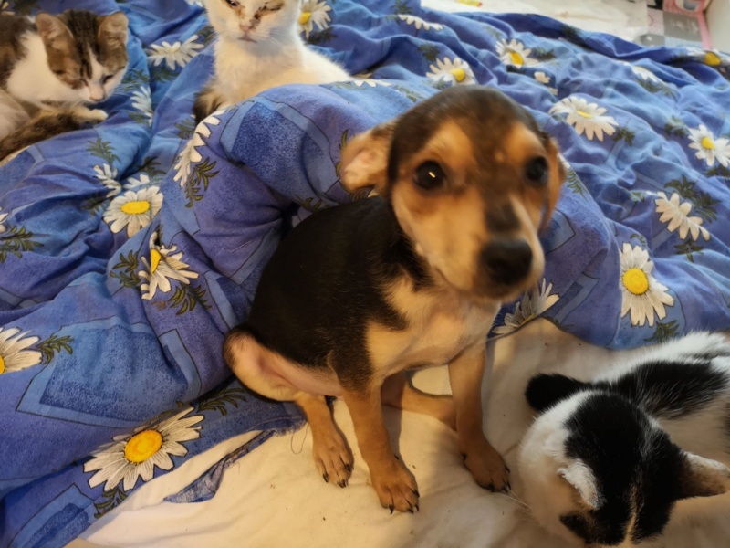 ONYX (ex BOUTON) (refuge d'Alina et Anda), chiot mâle X né env. decembre 2018, adopté par Alexandra (départ67) 52417010