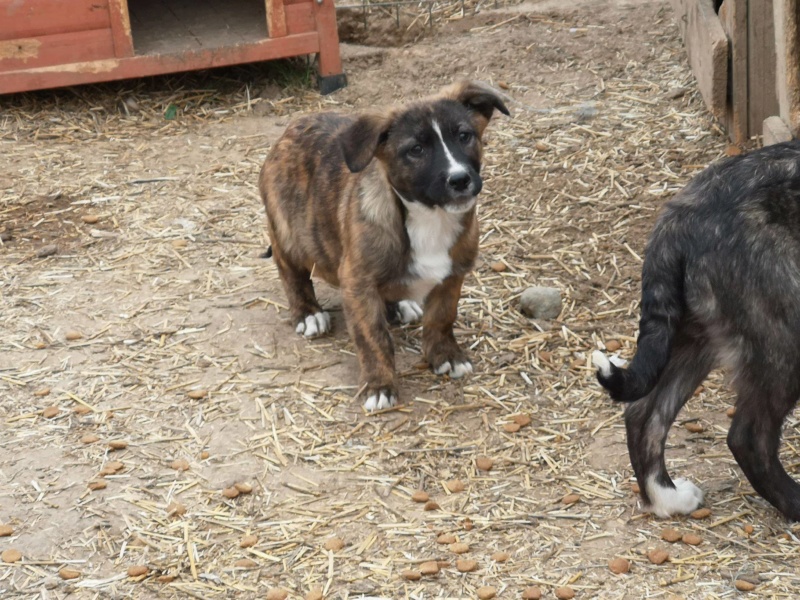 BALOO, chiot mâle croisé, né environ janvier 2019 - Refuge Anda et Alina - Adopté par Cindy (Départ55)  B215