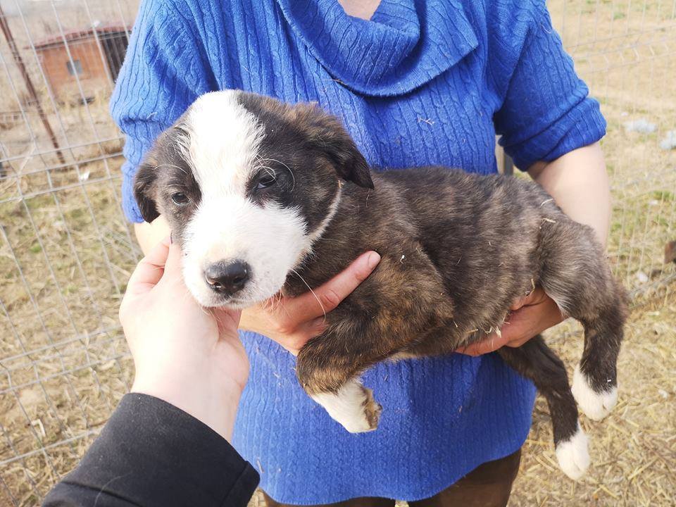 OLIVER (refuge d'Alina et Anda), chiot mâle X né env. janvier 2019, adopté par Sophie (départ57) Ol211