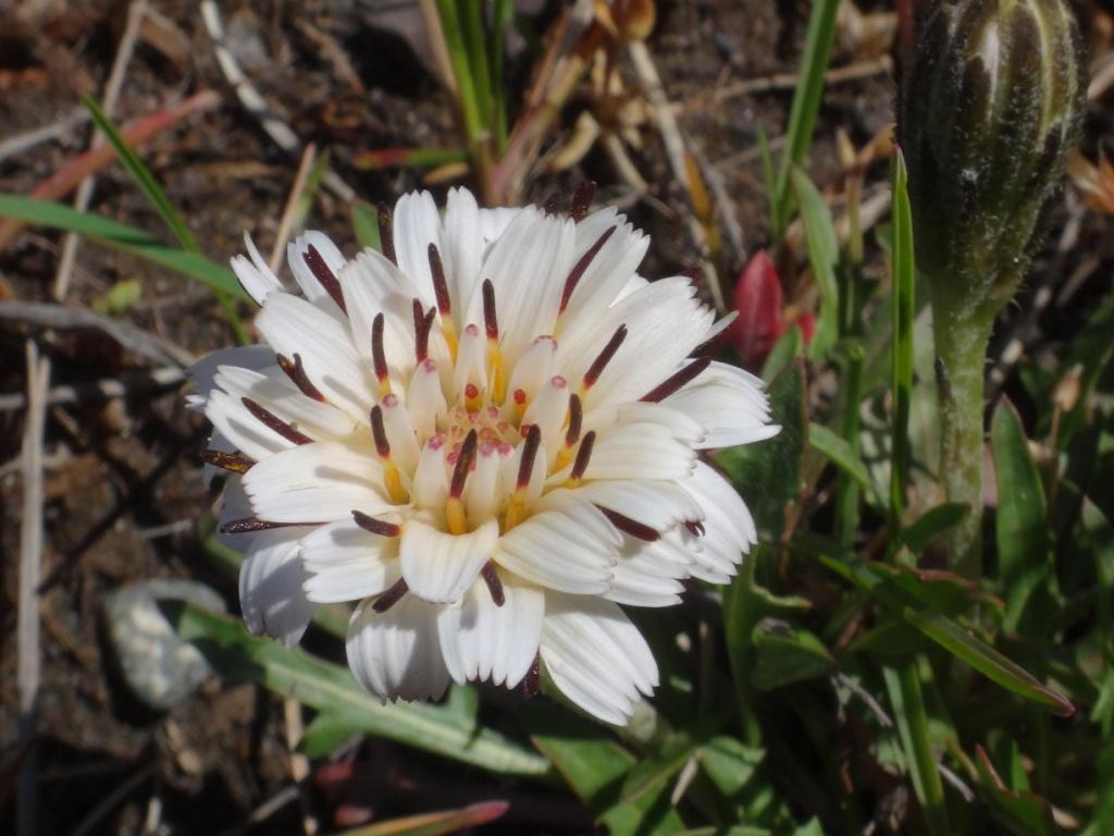 Flore, faune et paysages de Patagonie australe 16-hyp10