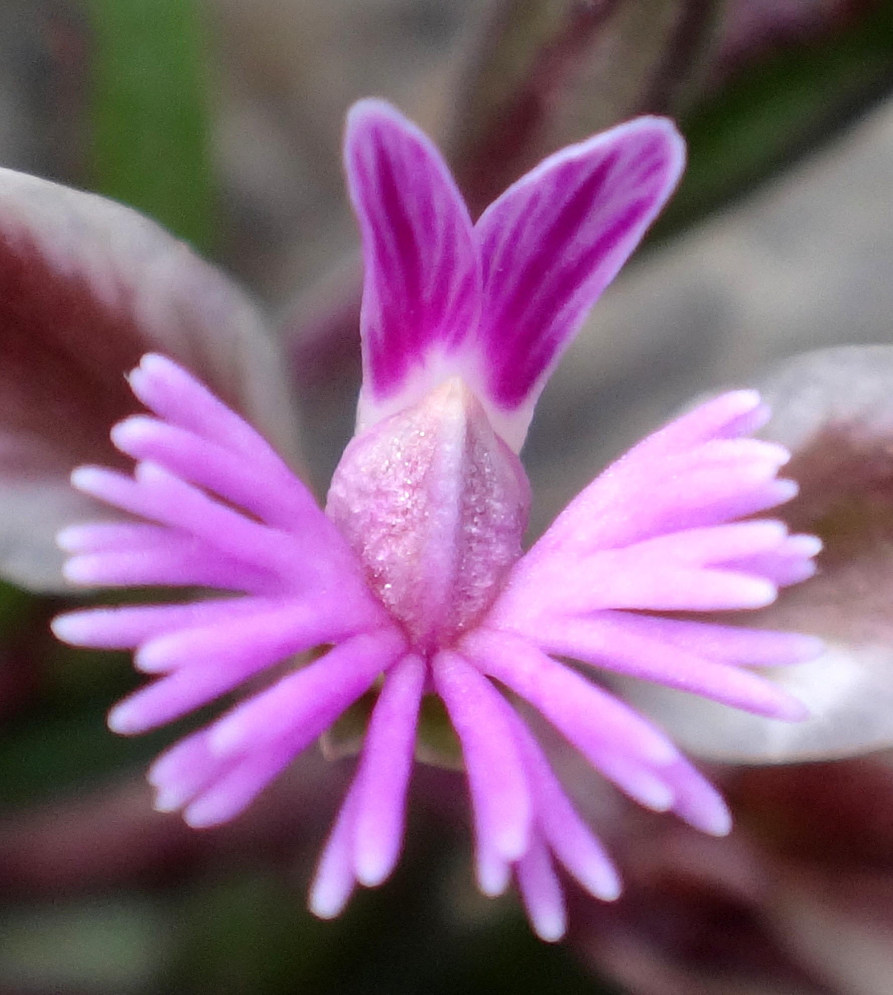 Enigmes botaniques :Dans mon jardin et ailleurs - Page 16 24710