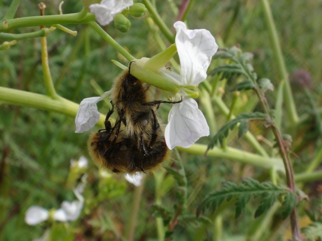 Enigmes botaniques :Dans mon jardin et ailleurs - Page 12 4410