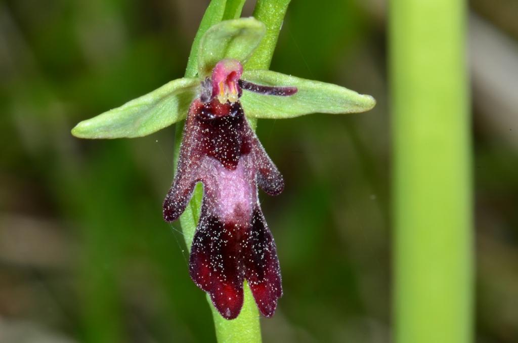  Votre plus bel Ophrys insectifera & Co Ophrys12