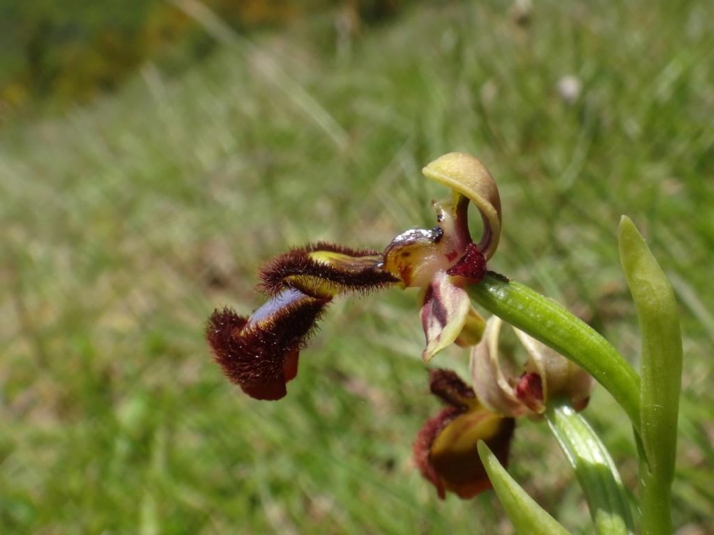 Votre plus beau spéculum Ophrys13