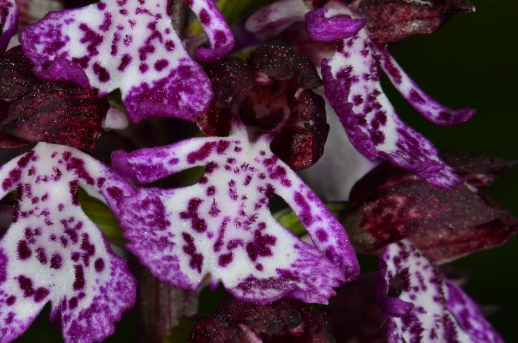 Votre plus bel Orchis purpurea Orchis12