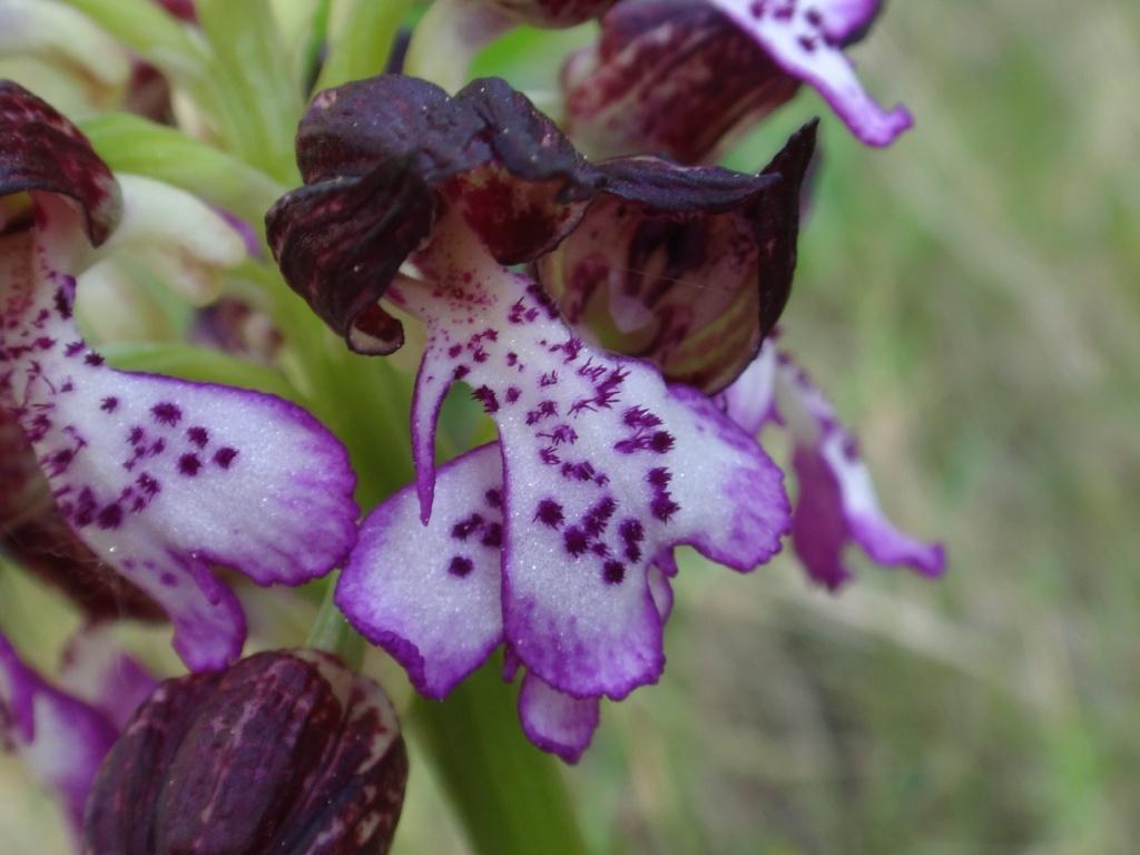 Votre plus bel Orchis purpurea Orchis13