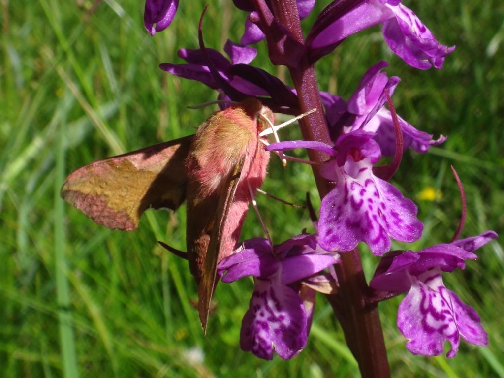 Dactylorhiza et visiteurs  Petit_11