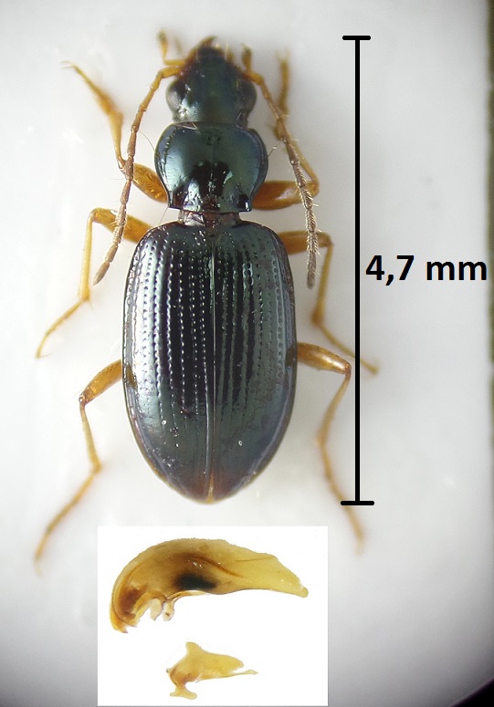 Bembidion italicum Bembid16