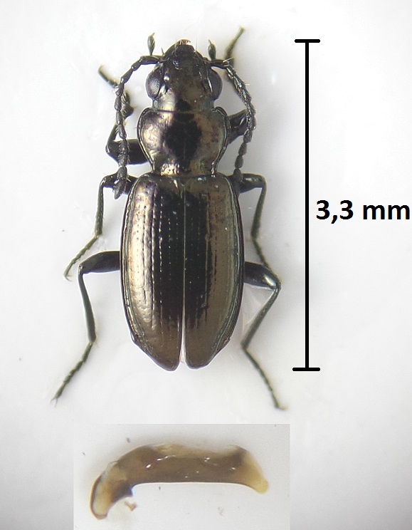 Bembidion pyrenaeum Bembid17