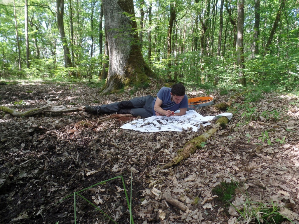 Recherche des petits coléoptères du sol dans le Loiret Bioto127