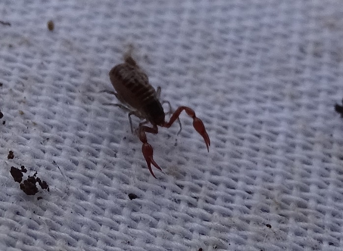 Recherche des petits coléoptères du sol dans le Loiret Bioto128
