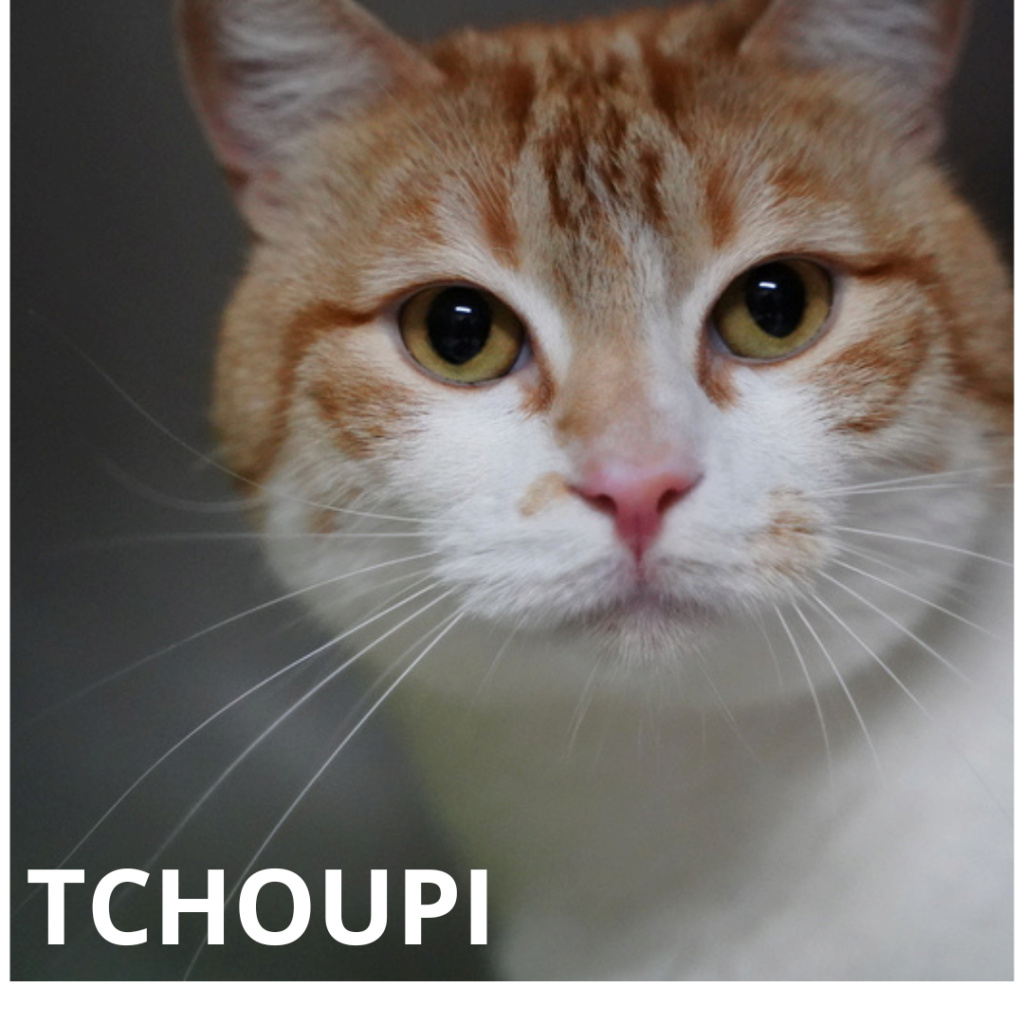 92939 - TCHOUPI - M. RX/BL - NAIS. 06.2019 - puce 1005 abandon  Tchoup20