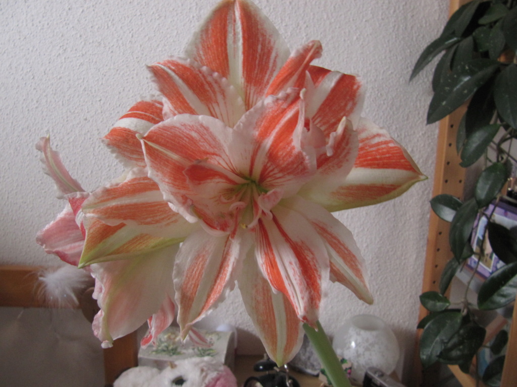 Amaryllisgewächse - Amaryllidaceae (Hippeastrum, Clivia, Nerine, Amaryllis, Agapanthus, Allium, Narcissus & Co.) - Teil 1 - Seite 69 Img_5312