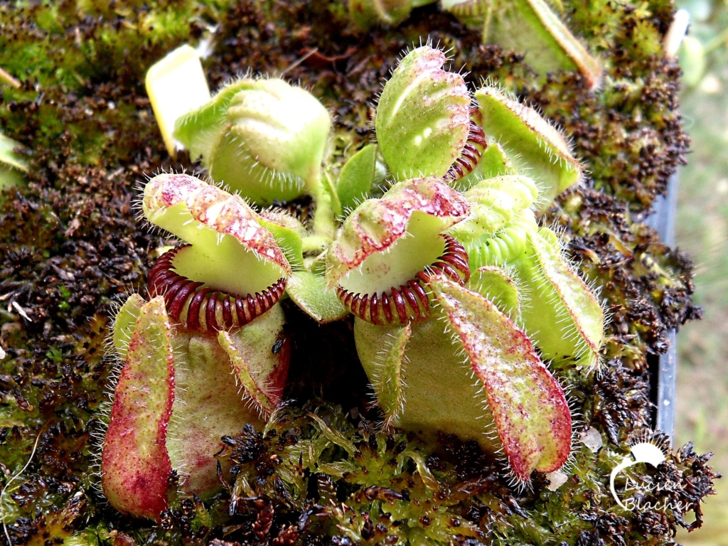 Cephalotus follicularis 'Hummer's Giant' WHG (1B-20B