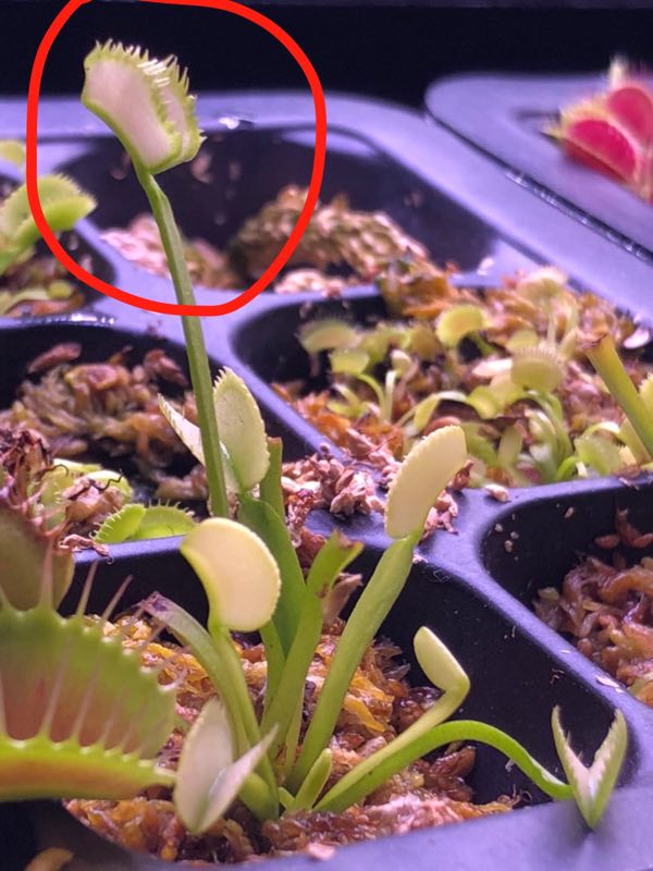 some new VFT  Mmexpo10