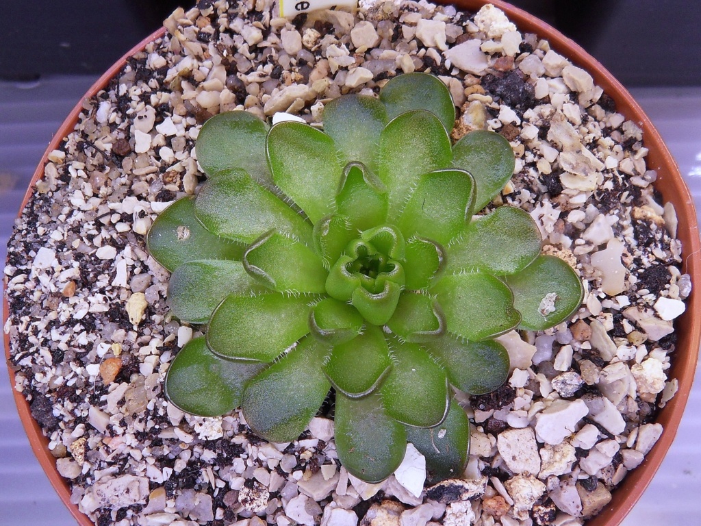 Une pinguicula que Ted n'a pas  Sdc18211
