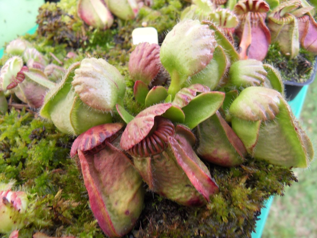Cephalotus raised outdoors - Cephalotus - Carnivorous Plants UK