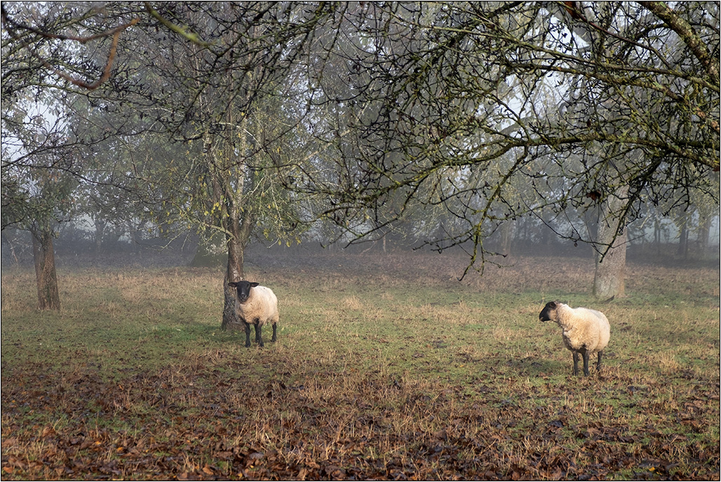 [Animaux] Les moutons + ajout Dscf1924
