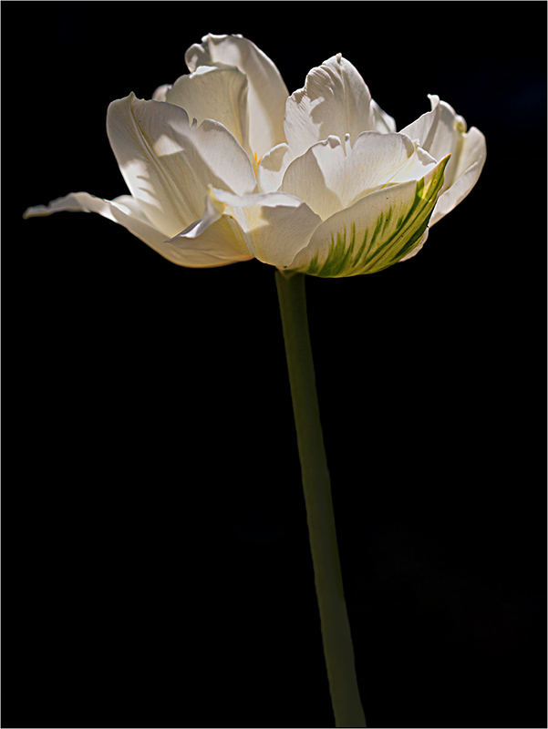 [Flore]  ☞ Tulipe Img_3510